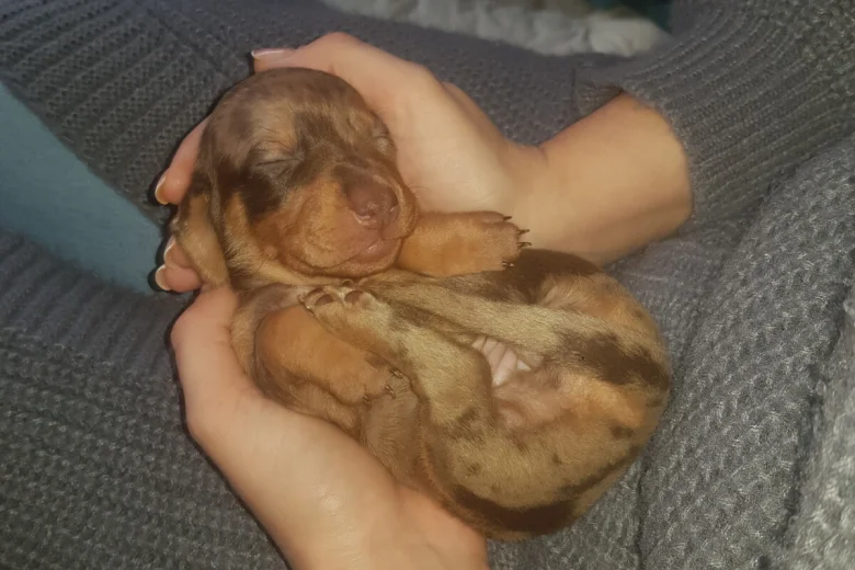 Dachshund (Miniature Smooth Haired)