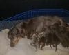 Dachshund (Miniature Smooth Haired)