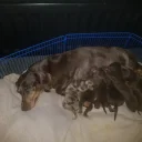 Dachshund (Miniature Smooth Haired)