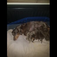 Dachshund (Miniature Smooth Haired)