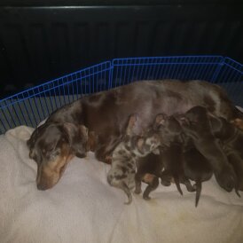 Dachshund (Miniature Smooth Haired)