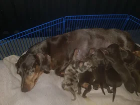 Dachshund (Miniature Smooth Haired)