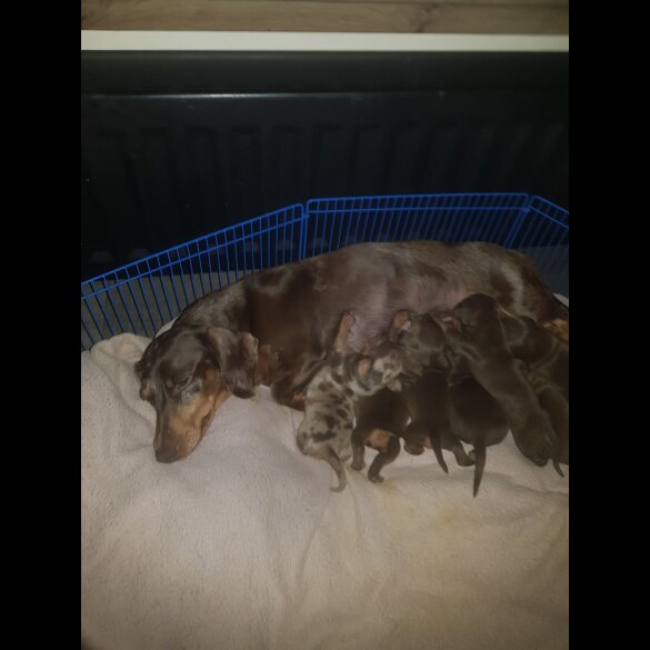 Dachshund (Miniature Smooth Haired)