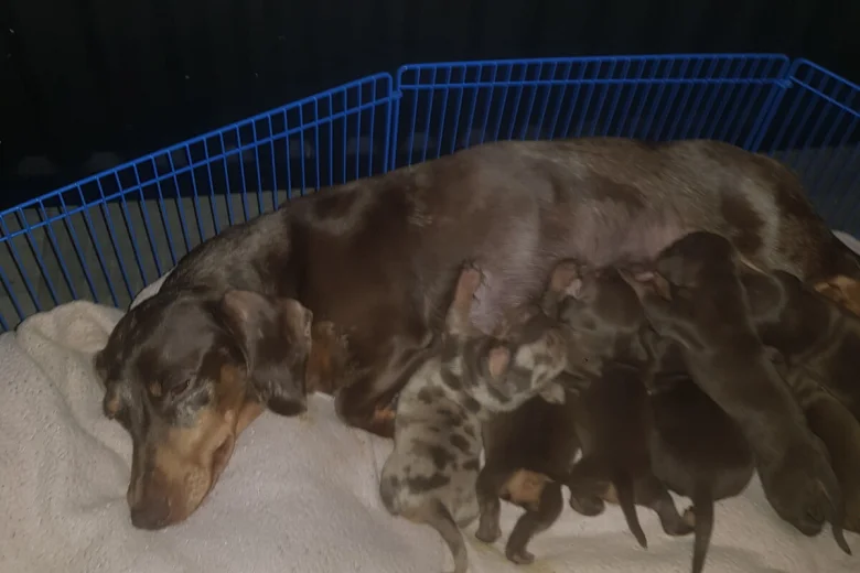 Dachshund (Miniature Smooth Haired)