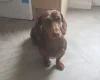 Dachshund (Miniature Smooth Haired)