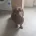 Dachshund (Miniature Smooth Haired)