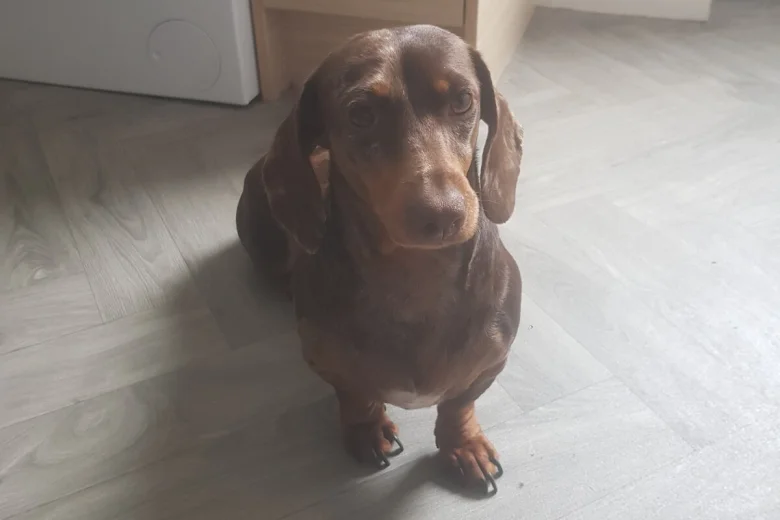 Dachshund (Miniature Smooth Haired)