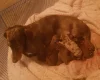 Dachshund (Miniature Smooth Haired)