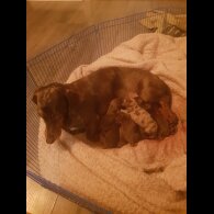 Dachshund (Miniature Smooth Haired)