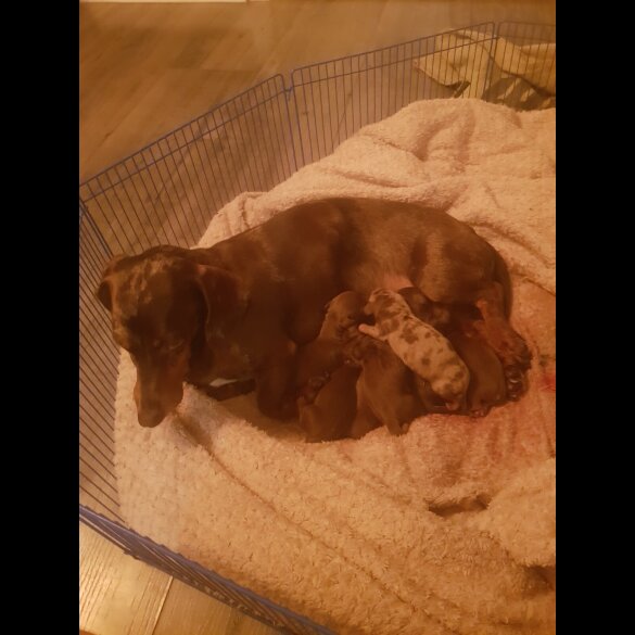 Dachshund (Miniature Smooth Haired)