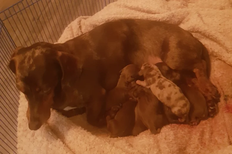 Dachshund (Miniature Smooth Haired)