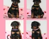 Doberman