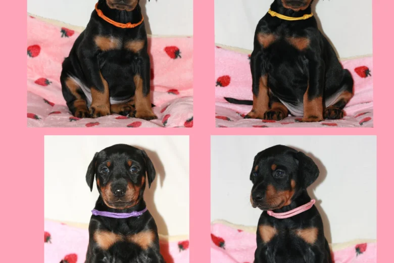 Doberman