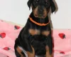 Doberman