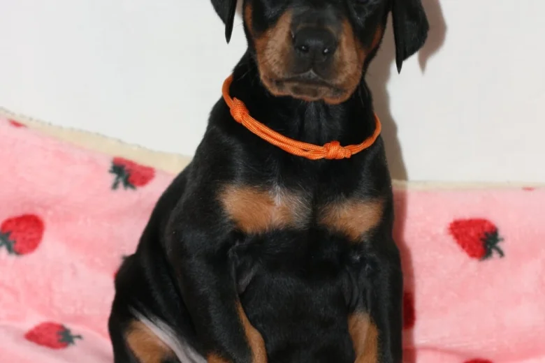 Doberman