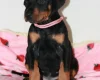 Doberman