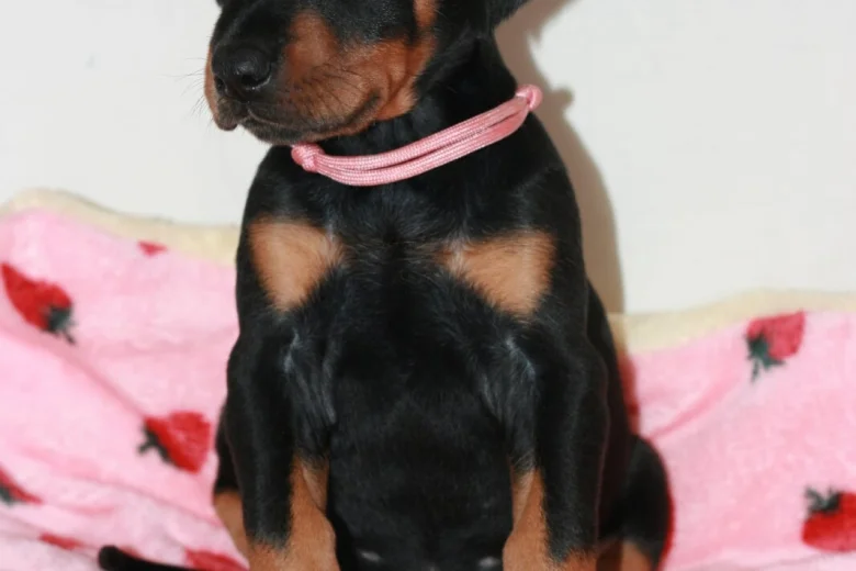 Doberman