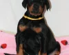Doberman