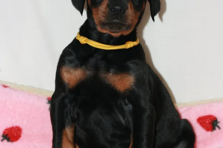 Doberman