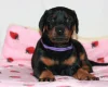Doberman