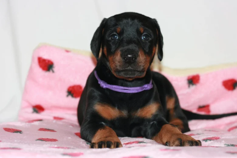 Doberman