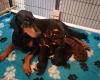 Doberman