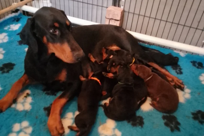 Doberman