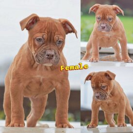 Dorset Olde Tyme Bulldogge