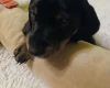 Dachshund (Smooth Haired)