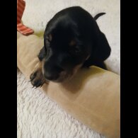 Dachshund (Smooth Haired)