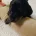 Dachshund (Smooth Haired)