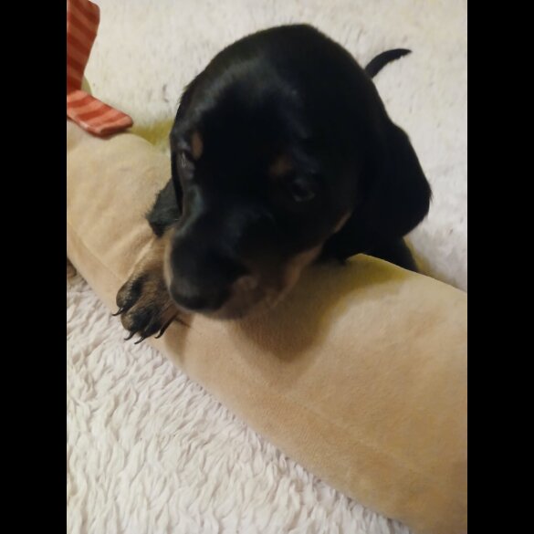 Dachshund (Smooth Haired)