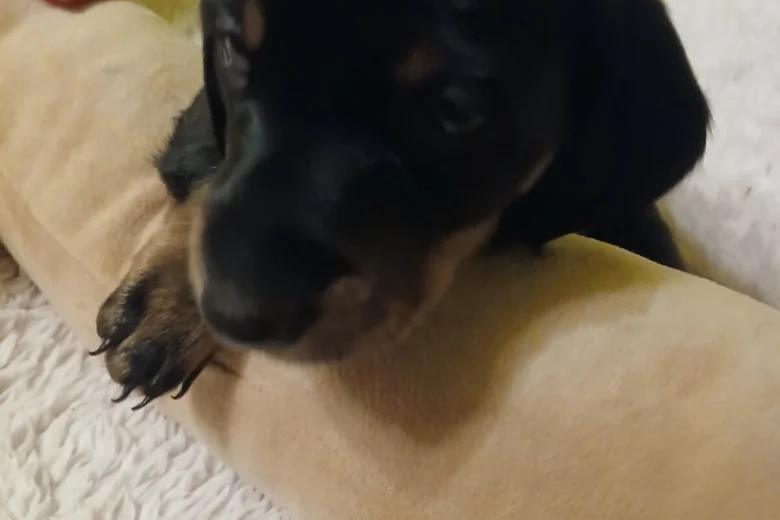 Dachshund (Smooth Haired)