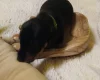 Dachshund (Smooth Haired)