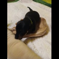 Dachshund (Smooth Haired)