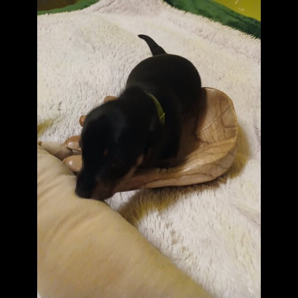 Dachshund (Smooth Haired)