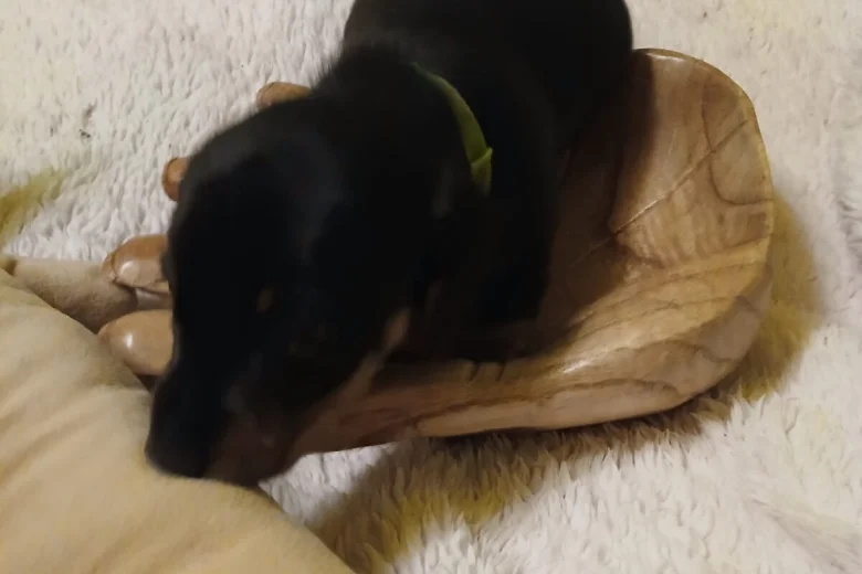 Dachshund (Smooth Haired)