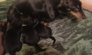 Dachshund (Smooth Haired)