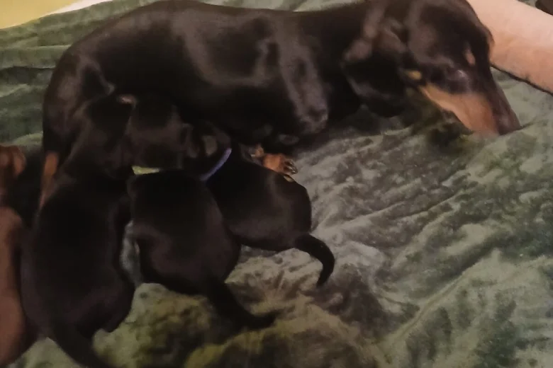 Dachshund (Smooth Haired)