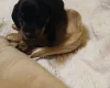 Dachshund (Smooth Haired)