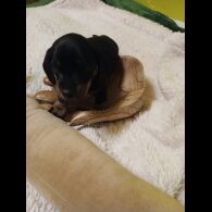 Dachshund (Smooth Haired)