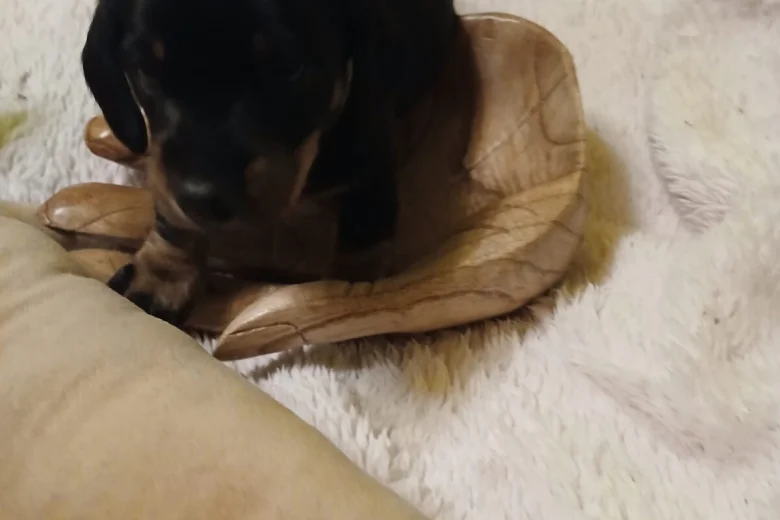 Dachshund (Smooth Haired)