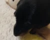 Dachshund (Smooth Haired)