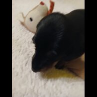 Dachshund (Smooth Haired)