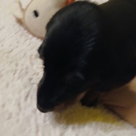 Dachshund (Smooth Haired)