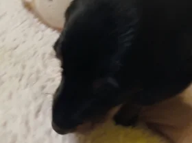 Dachshund (Smooth Haired)