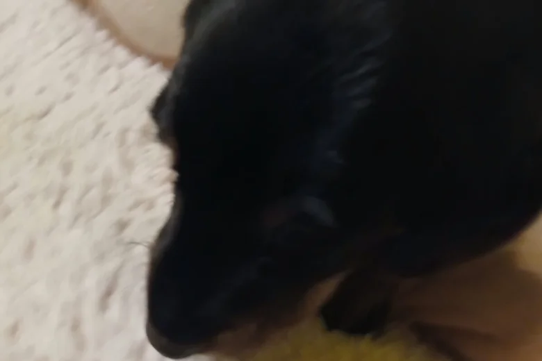 Dachshund (Smooth Haired)