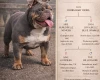 English Bulldog