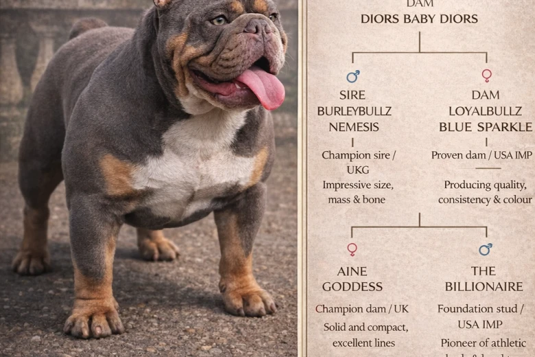 English Bulldog
