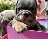 English Bulldog